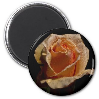 Orange Rose 1 zazzle_magnet