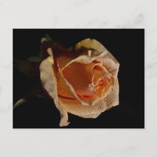 Orange Rose 1 zazzle_postcard