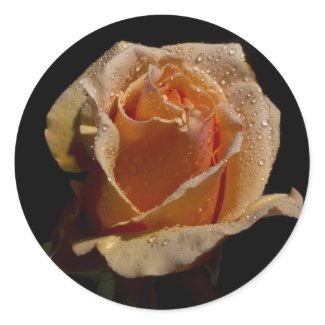 Orange Rose 1 zazzle_sticker