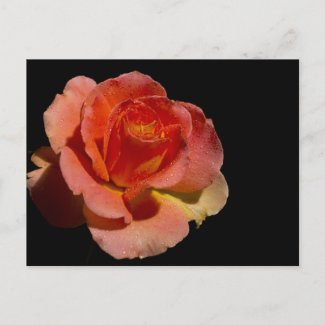 Orange Rose 2 zazzle_postcard