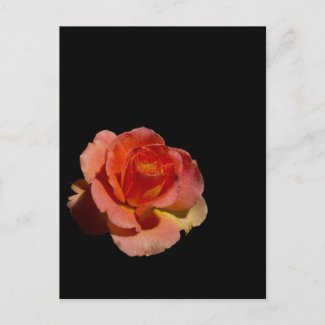 Orange Rose 2 zazzle_postcard