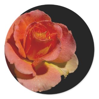 Orange Rose 2 zazzle_sticker