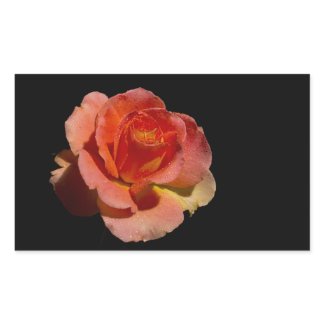 Orange Rose 2 zazzle_sticker