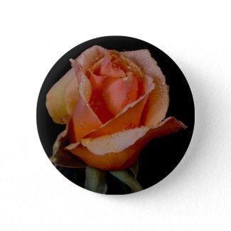 Orange Rose 3 zazzle_button