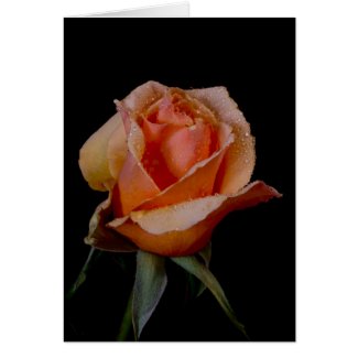 Orange Rose 3 zazzle_card