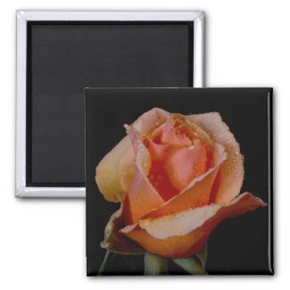 Orange Rose 3 zazzle_magnet