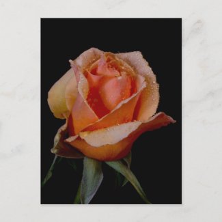 Orange Rose 3 zazzle_postcard