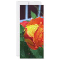 orange rose #3 rack cards by BrianLemburg orange rose #3 rack cards