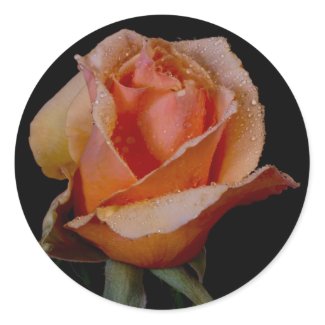 Orange Rose 3 zazzle_sticker