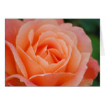 Orange Rose Card