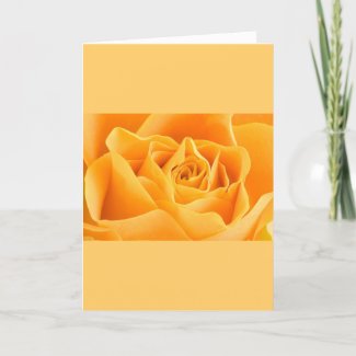 Orange Rose Cards