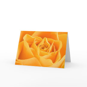 Orange Rose Card card