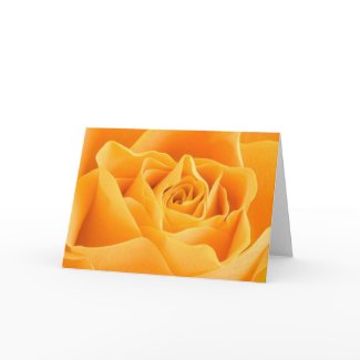 Orange Rose Card card