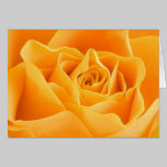 Orange Rose Card cards