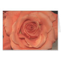 Orange Rose Card (Version C) by cherylarogers Orange Rose Card (Version C)