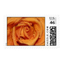 Orange Rose Dewdrops Postage Stamp