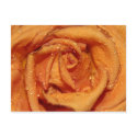 Orange Rose Dewdrops postcards by romesy Orange Rose Dewdrops postcards