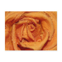 Orange Rose Dewdrops postcards by romesy Orange Rose Dewdrops postcards