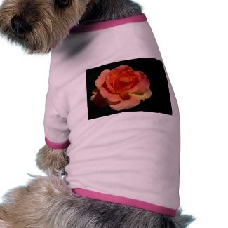 Orange Rose zazzle_petshirt