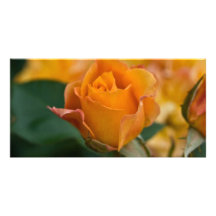 Orange Rose DSC3450 Custom Photo Card