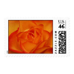 Orange Rose Flower Postage