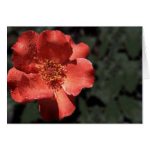 Orange Rose in Full Bloom Card