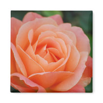 Orange Rose Magnet