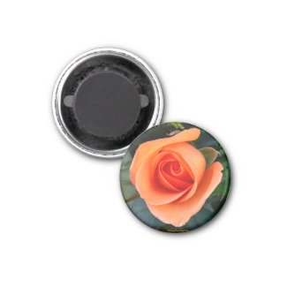 Orange Rose-Magnet magnet