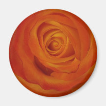 orange rose magnet