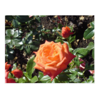 Orange Rose Post Card