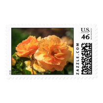 Orange Rose Postage Stamps