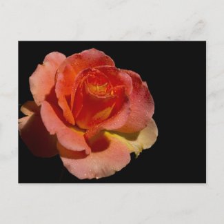 Orange Rose zazzle_postcard