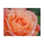 Orange Rose Postcard Orange Rose Postcard