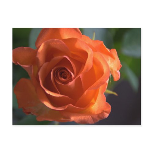 Orange rose