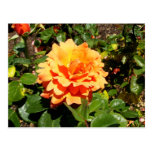 Orange Rose Postcard