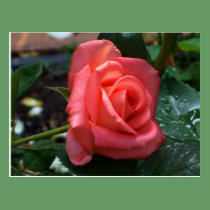 Orange Rose Postcard postcards