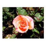 Orange Rose Postcard