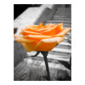 Orange rose poster posters