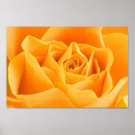 Orange Rose Poster