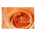 Orange Rose Poster (Version B) posters by cherylarogers Orange Rose Poster (Version B) posters