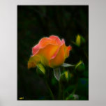 Orange Rose Print