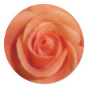 Orange rose sticker by bkang22 Orange rose sticker
