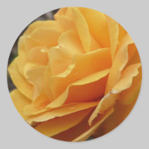 Orange Rose stickers