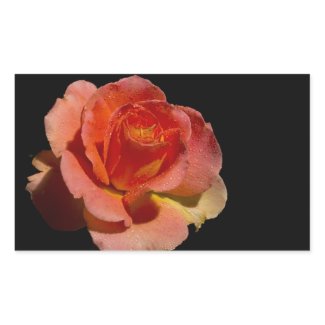 Orange Rose zazzle_sticker