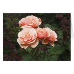 Orange Roses Note Card