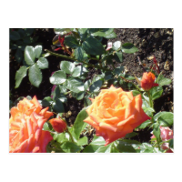 Orange Roses Postcard