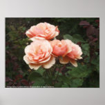 Orange Roses Poster