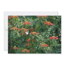 Orange Scarlet poinsettia plant flowers Custom Announcement