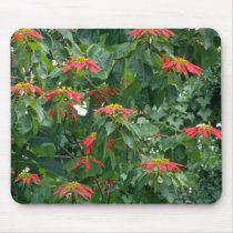 Orange Scarlet poinsettia plant flowers Mouse Pads