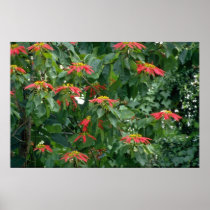 Orange Scarlet poinsettia plant flowers Print